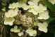 Гортензія волотиста Полістар. (Hydrangea paniculata Polestar) ШТАМБ CS2725 фото 2