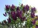 Сирень обыкновенная 'Найт'. (Syringa vulgaris Night) CS2975 фото 5