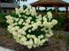 Гортензия метельчатая Лаймлайт. (Hydrangea paniculata Limelight) ШТАМБ CS2675 фото 3