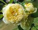 Роза Нельсон Монфор. (Nelson Montfort) Шраб CS1595 фото 3
