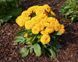 Кореопсис Соллана Голден Сфере. (CoreOpsis Solanna Golden Sphere) P9 CS1845 фото 4