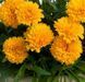 Кореопсис Соллана Голден Сфере. (CoreOpsis Solanna Golden Sphere) P9 CS1845 фото 1