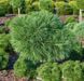 Сосна Веймутова Грег. (Pinus strobus Greg) С15 CS2322 фото 1