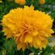 Кореопсис Соллана Голден Сфере. (CoreOpsis Solanna Golden Sphere) P9 CS1845 фото 2