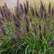 Пеннисетум лисохвостый Маудри. (Pennisetum alopecuroides Moudry) Р9 С05646 фото 1