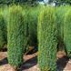 Можжевельник обыкновенный Хиберника. (Juniperus communis Hibernica) P9 R59217 фото 3