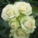 Роза &laquo;Лавли Грин&raquo; (Lovely Green). Флорибунда в горшке 4л V10730 фото 1