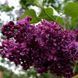 Сирень обыкновенная 'Найт'. (Syringa vulgaris Night) CS2975 фото 2