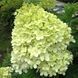Гортензия метельчатая Лаймлайт. (Hydrangea paniculata Limelight) ШТАМБ CS2675 фото 1