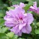 Гібіскус сірійський Арденс. (Hibiscus syriacus Ardens) С3 CS2625 фото 1