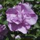 Гібіскус сірійський Арденс. (Hibiscus syriacus Ardens) С3 CS2625 фото 2