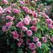 Роза Гертруда Джекил. (Gertrude Jekyll) АНГЛ. В КОНТЕЙНЕРЕ CS0395 фото 3