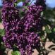 Сирень обыкновенная 'Найт'. (Syringa vulgaris Night) CS2975 фото 1
