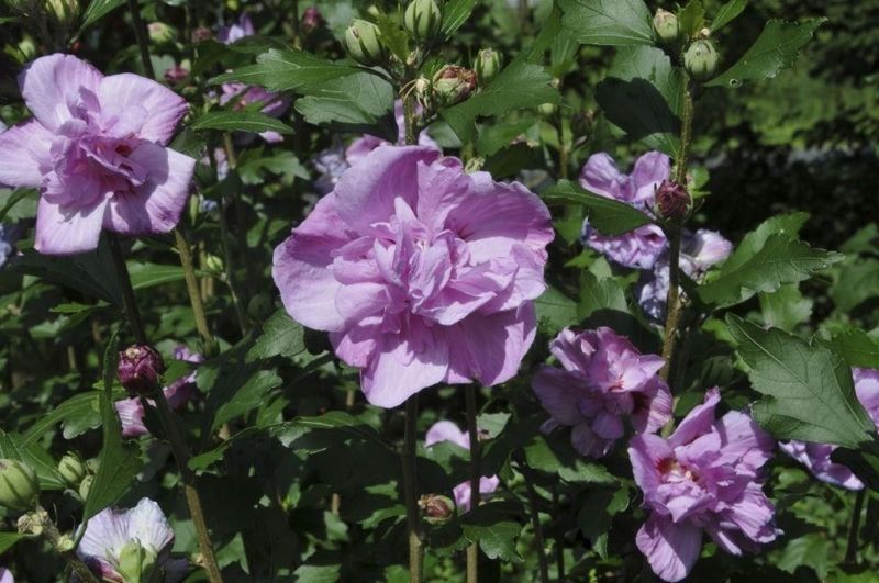 Гібіскус сірійський Арденс. (Hibiscus syriacus Ardens) С3 CS2625 фото