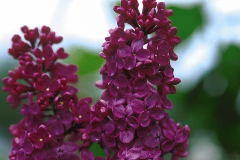 Сирень обыкновенная 'Найт'. (Syringa vulgaris Night) CS2975 фото