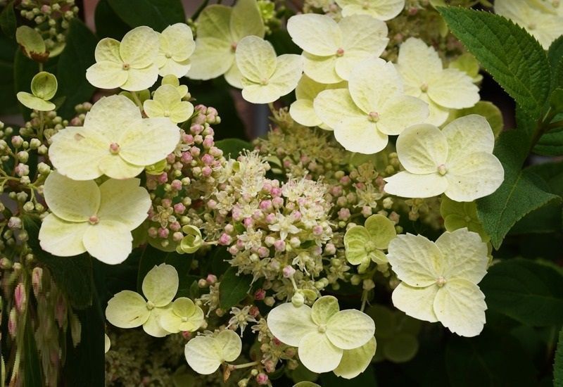 Гортензія волотиста Полістар. (Hydrangea paniculata Polestar) ШТАМБ CS2725 фото