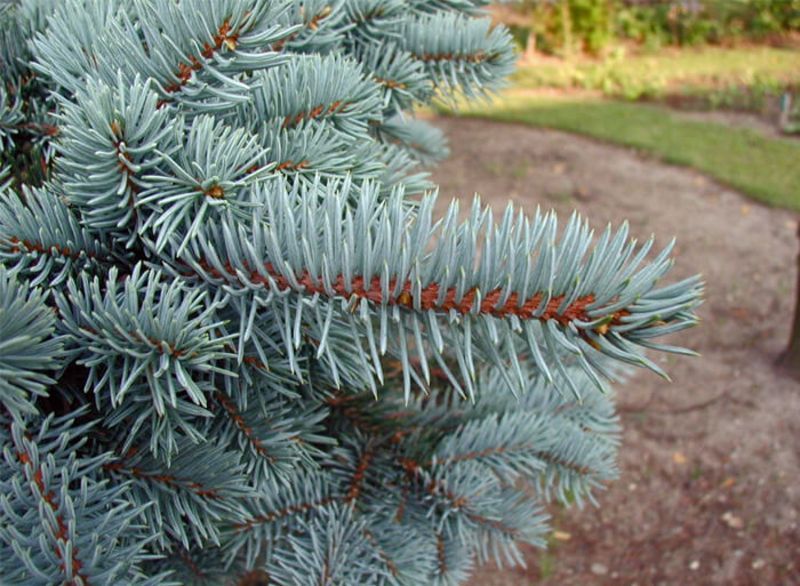 Ялина блакитна преміум сорту Маджестік. (Picea Blue SPRUCE Majtstic) С1,5 CS2072 фото