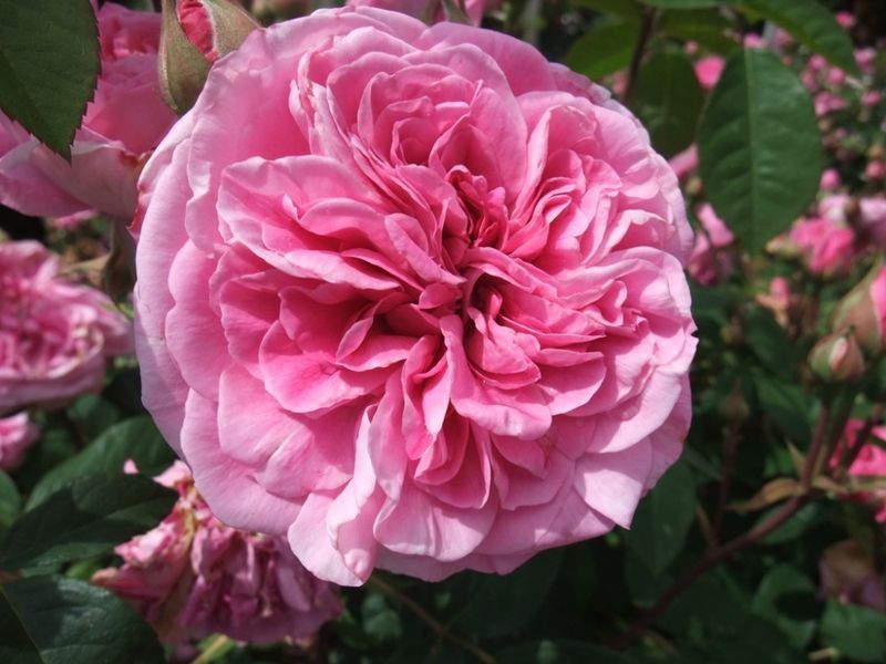 Роза Гертруда Джекил. (Gertrude Jekyll) АНГЛ. В КОНТЕЙНЕРЕ CS0395 фото