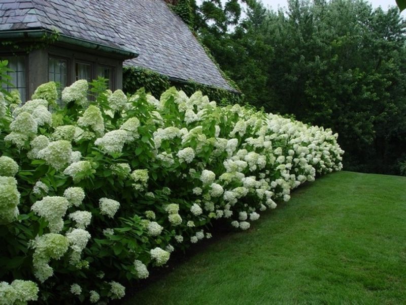 Гортензия метельчатая Лаймлайт. (Hydrangea paniculata Limelight) ШТАМБ CS2675 фото