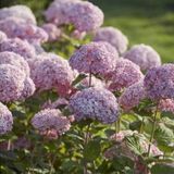 Гортензія деревоподібна Світ Аннабель (Hydrangea arborescens Sweet Annabelle) Р9