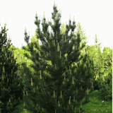 Сосна (лат. Pinus uncinata, або піренейська сосна) С3 V58177 фото