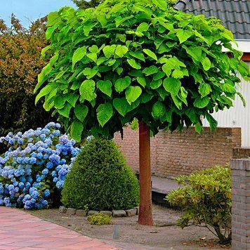Катальпа бигнониевидная Нана. (Catalpa bignoides Nana) ШТАМБ висота-220cm, обхват 10-12см.