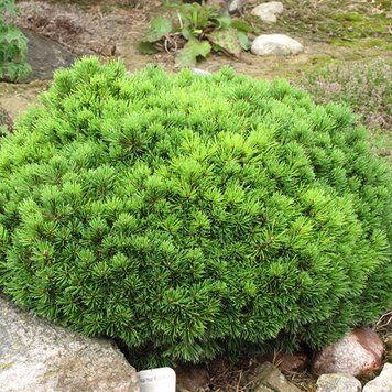 Сосна горная Мопс (Pinus mugo Mops) С10 CS2323 фото