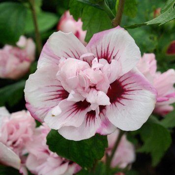 Гібіскус сірійський Леді Станлі. (Hibiscus syriacus Lady Stanley) С3 CS2626 фото