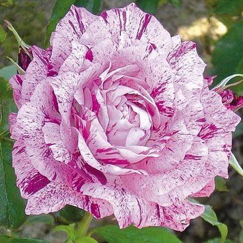 Роза Перпл Тайгер. (Purple Tiger) Флорібунда (жовтень 2025) CS0996 фото