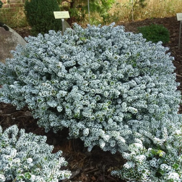 Ялиця &ndash; Abies koreana Kohouts Ice Breaker C5 D40 H25