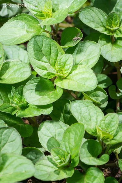 Мята апельсиновая. (Mentha piperita Granada) Р9 CS1746 фото