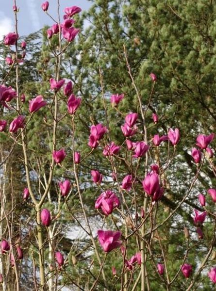 Магнолия гибридная Спектрум. (Magnolia soulangeana Spectrum) С7,5 CS2876 фото