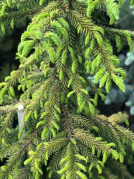 Ялина сербська Голден Рейн. (Picea Omorika Golden Rain) C20, вис. 120см+ CS2123 фото