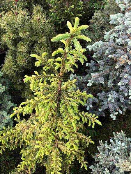 Ялина сербська Голден Рейн. (Picea Omorika Golden Rain) C20, вис. 120см+ CS2123 фото