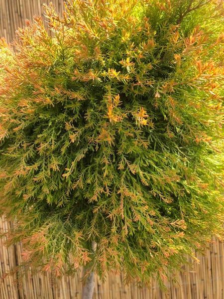 Туя западная Рейнголд. (Thuja occidentalis Rheingold) ШТАМБ CS2423 фото