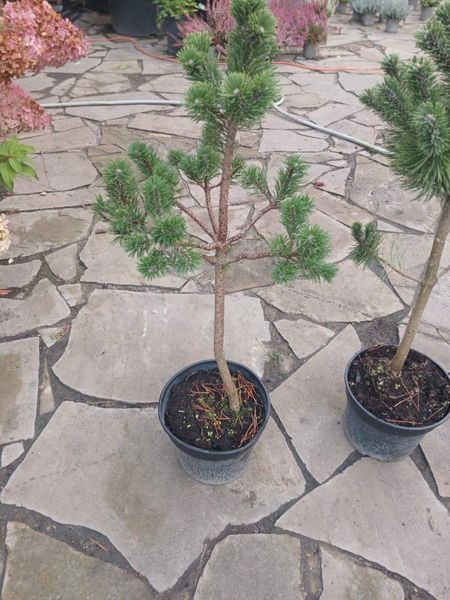 Сосна (лат. Pinus uncinata, или пиренейская сосна) С3 V58177 фото