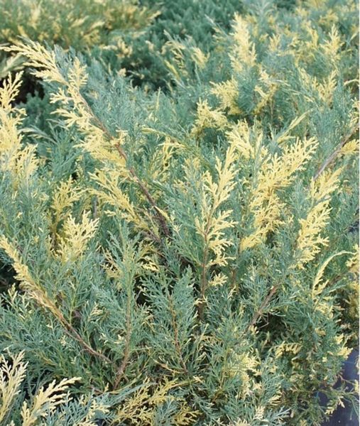 Можжевельник средний Вайт Сплеш. (Juniperus pfitzeriana White Splash) P9 V2233 фото
