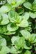 Мята апельсиновая. (Mentha piperita Granada) Р9 CS1746 фото 2
