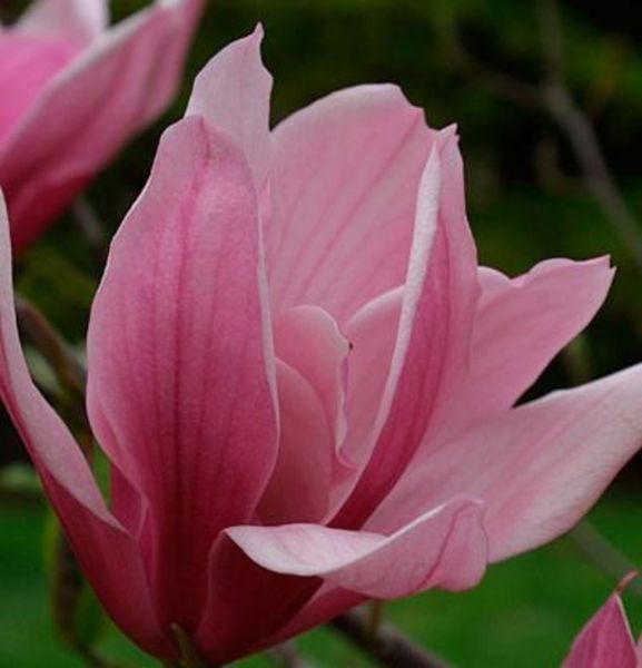 Магнолия гибридная Спектрум. (Magnolia soulangeana Spectrum) С7,5 CS2876 фото