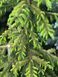 Ялина сербська Голден Рейн. (Picea Omorika Golden Rain) C20, вис. 120см+ CS2123 фото 3