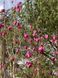 Магнолия гибридная Спектрум. (Magnolia soulangeana Spectrum) С7,5 CS2876 фото 4