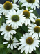 Эхинацея &laquo;Кисмет Уайт&raquo;, Echinacea Kismet White С3 V74170 фото 4