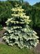 Ель колючая Биалобок. (Picea pungens Bialobok) C1,5 CS2073 фото 2