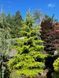 Ялина сербська Голден Рейн. (Picea Omorika Golden Rain) C20, вис. 120см+ CS2123 фото 1