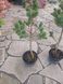 Сосна (лат. Pinus uncinata, или пиренейская сосна) С3 V58177 фото 2