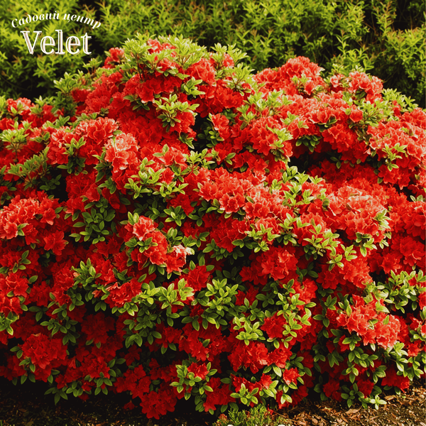 Рододендрон (азалія японська) Гейша Оранж (Rhododendron obtusum Geisha Orange), C3 V10107 фото