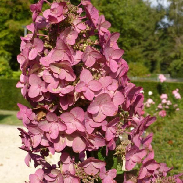 Гортензия метельчатая Мега Минди. (Hydrangea paniculata Mega Mindy) С3 CS2676 фото