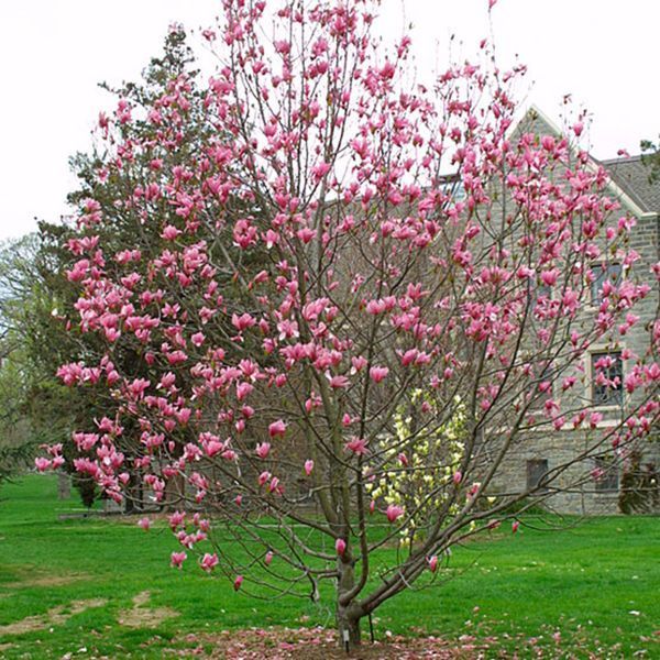 Магнолия гибридная Спектрум. (Magnolia soulangeana Spectrum) С7,5 CS2876 фото