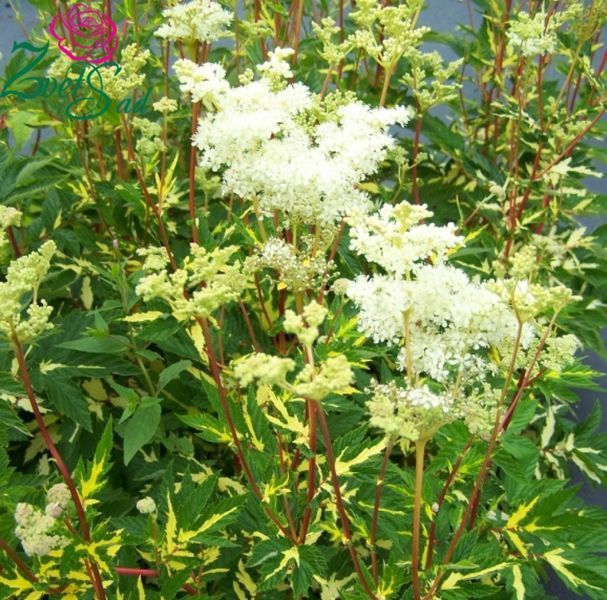 Лабазник ряболистий. (Filipendula ulmaria 'Variegata')