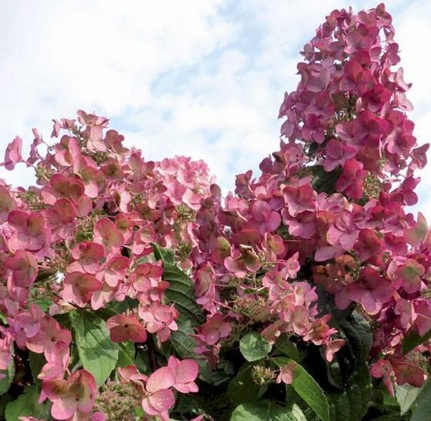 Гортензия метельчатая Мега Минди. (Hydrangea paniculata Mega Mindy) С3 CS2676 фото